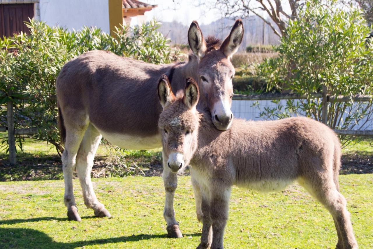 Quinta Da Alcaidaria Mor Βίλα Ourém Εξωτερικό φωτογραφία